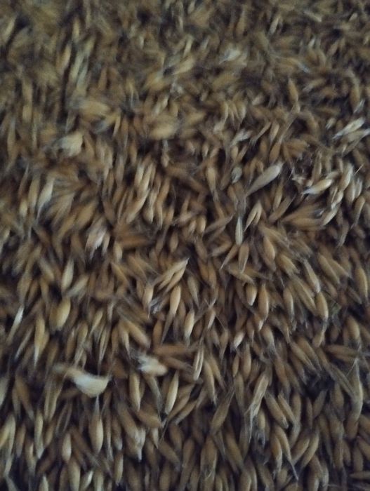 Sprzedam owies żółty