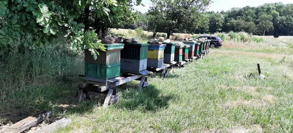 Miód spadziowy spadź iglasta