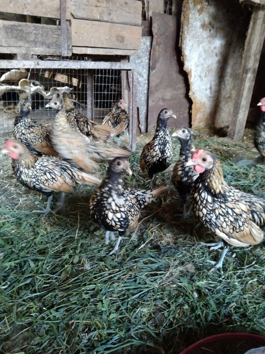 Сібрайт лимонний 250 грн