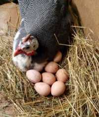 Яйця цесарок інкубаційні.