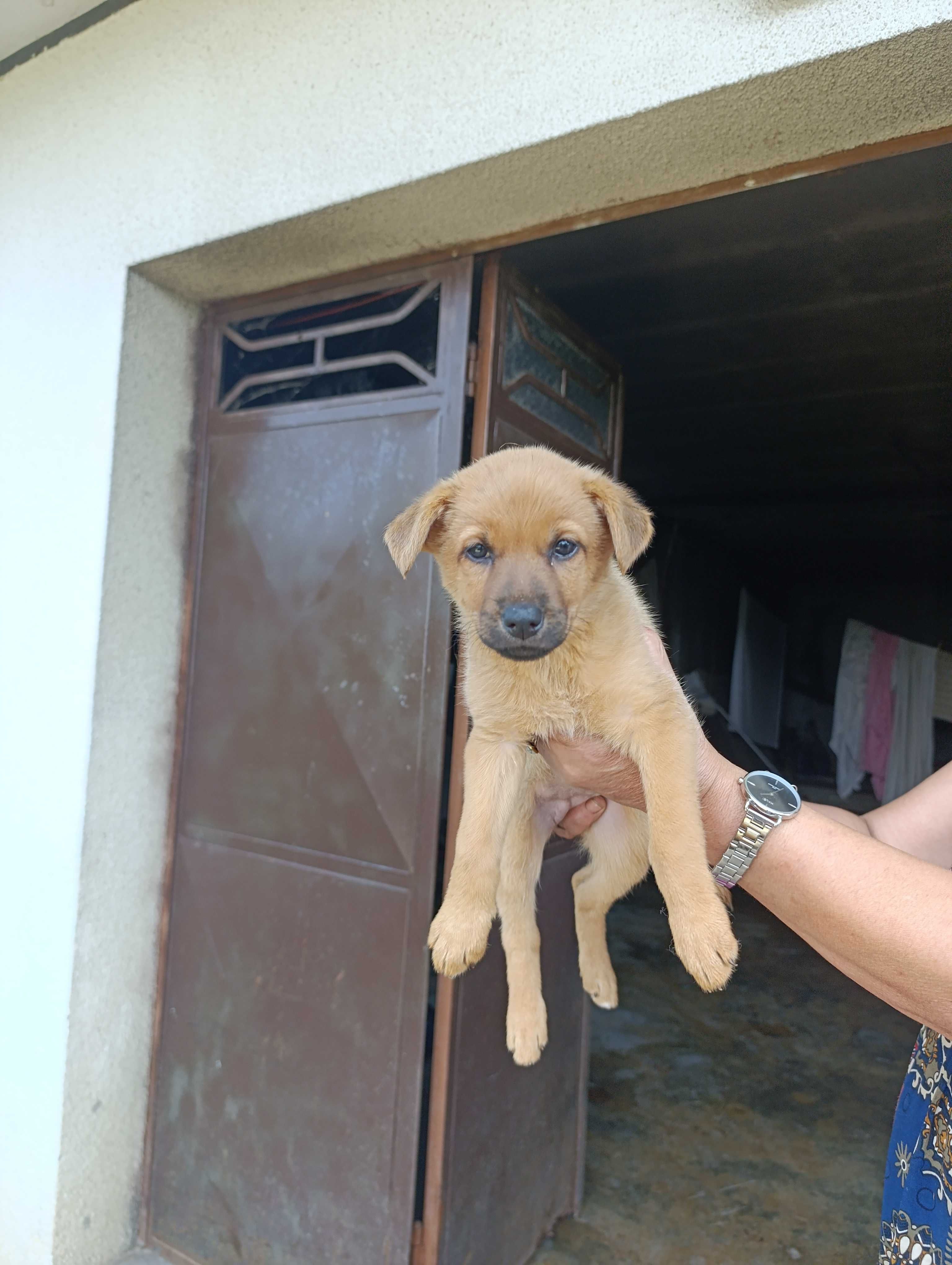 Cães para adopção.