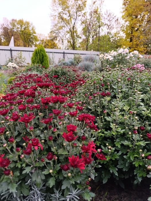 Продам хризантеми морозостійкі