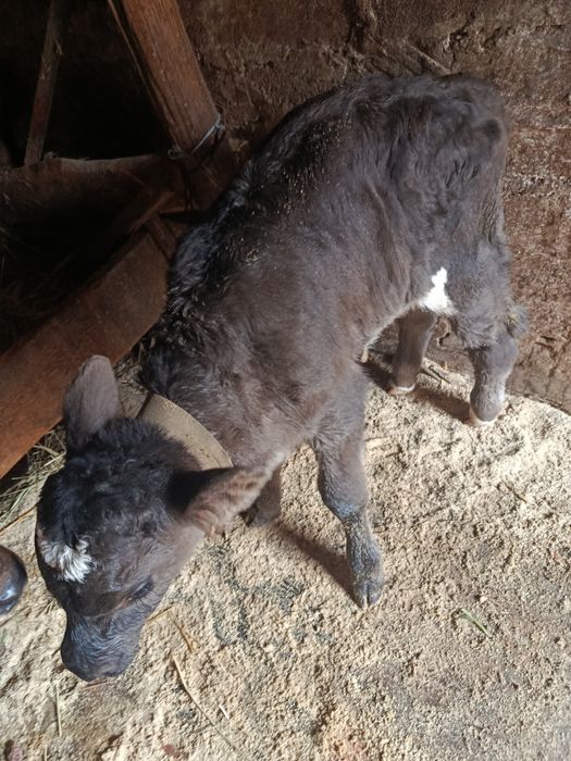 Продам.    бычка