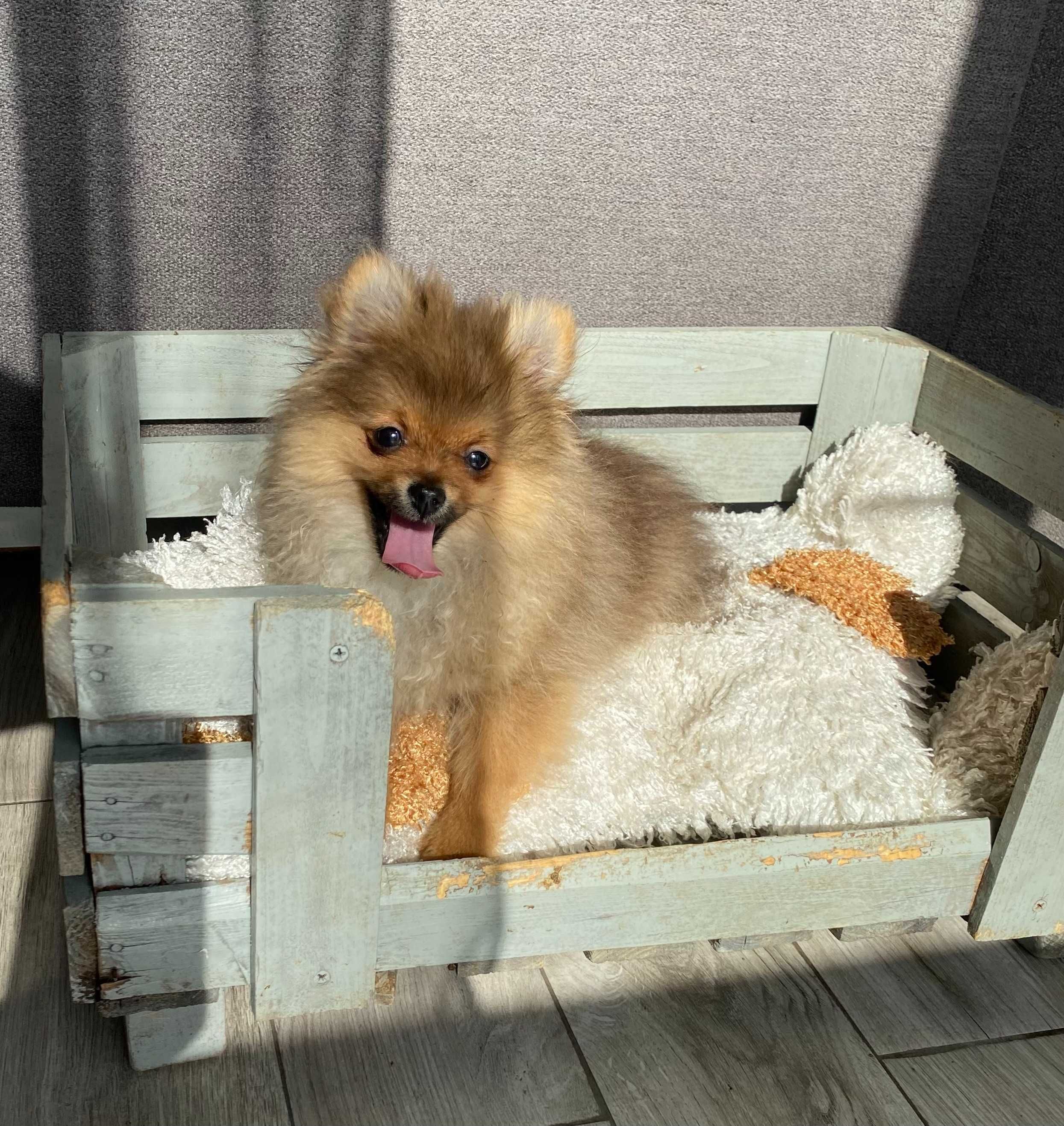 Szpic mini Pomeranian piesek  3x szczep. 5 mies. Okazja! ! 1 .