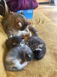 Za darmo /do adopcji