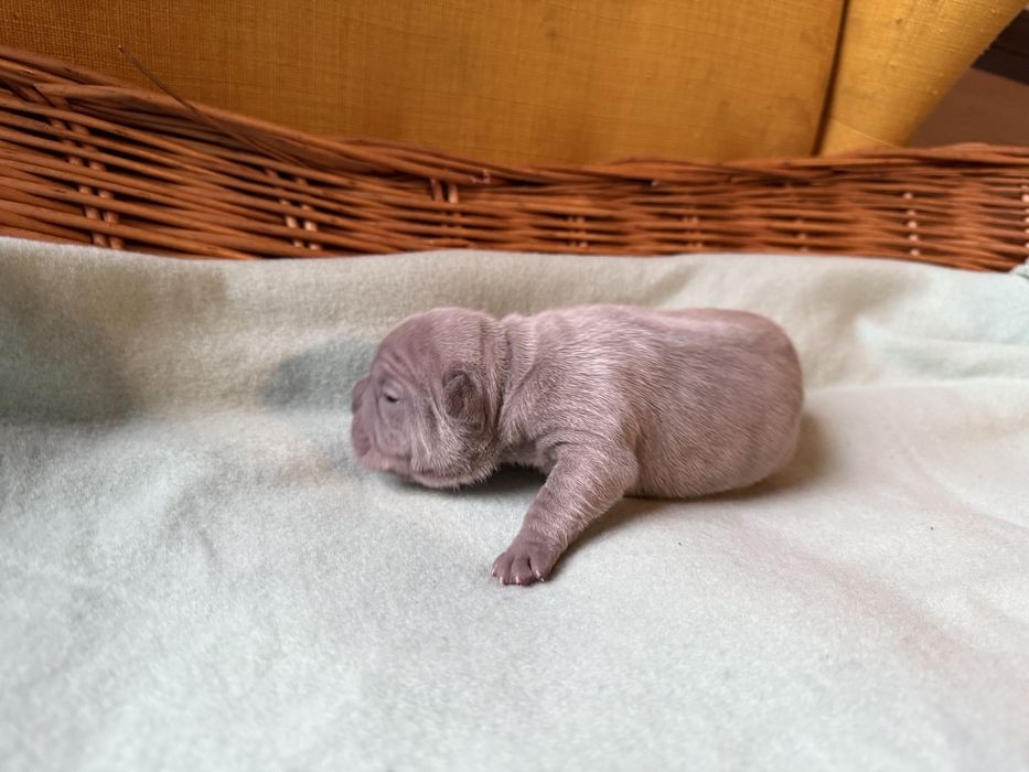 Buldog francuski (dziewczynki )  linia Big-Rope