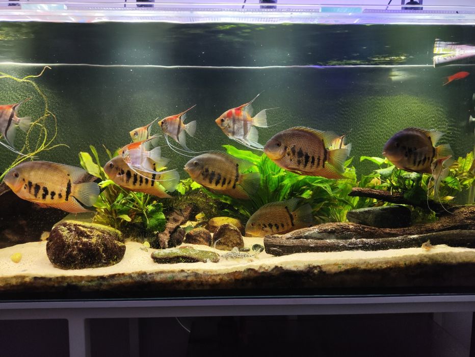 Akwarium 840 l 200x60x70h