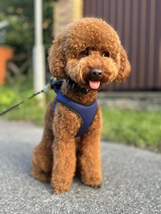 Вязка той пудель ред браун