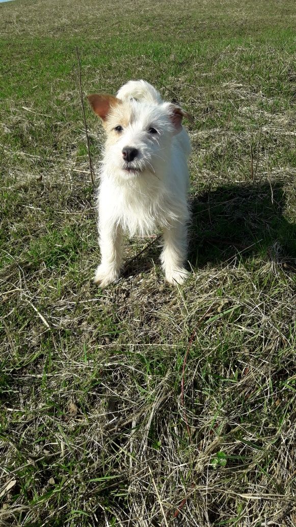 Jack Russell Terrier suczka