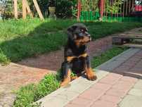 Rottweiler - przepiękny chłopczyk