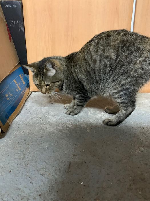 URGENTE Gata para adopção responsável