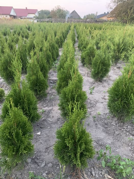 Туя Колумна Смарагд Брабант Кипарисовик