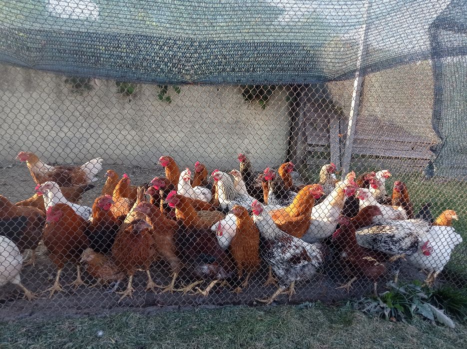 Півні молоді, звичайні.