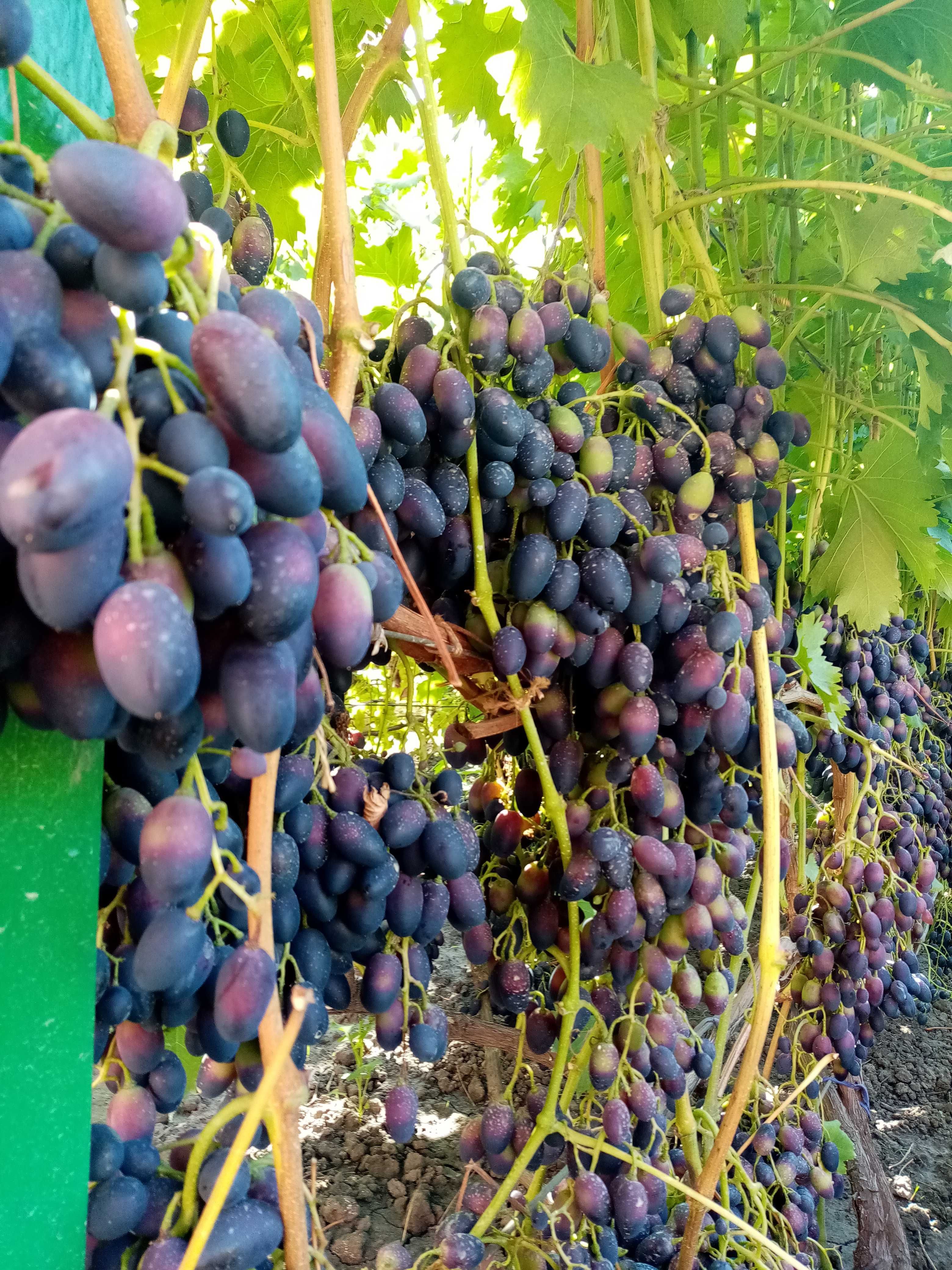 Продам сажанці винограду
