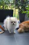 Szpic Miniaturowy - pomeranian - Biały miś!!!