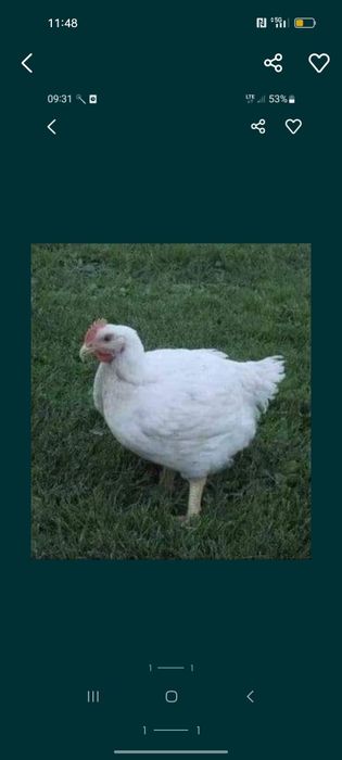 Kury brojlery 3 tygodniowe