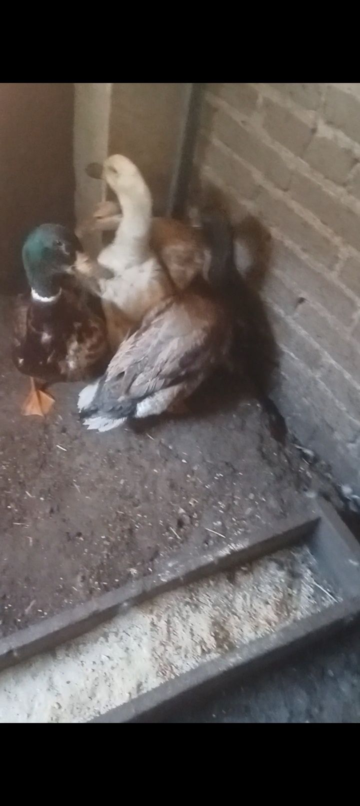 Sprzedam kaczory i kaczkę