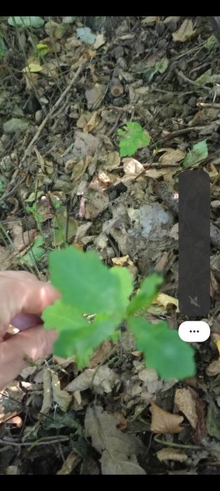 Dąb szypułkowy sadzonka