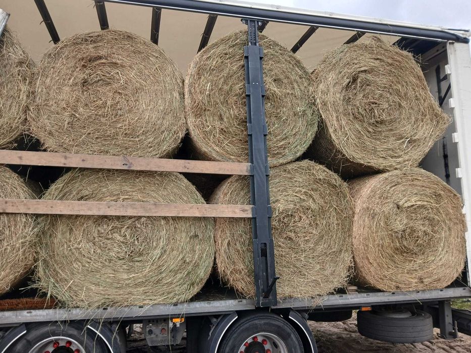 Siano PREMIUM 2025 | Certyfikat EKO | Gwarancja BEZ PLEŚNI | Badania