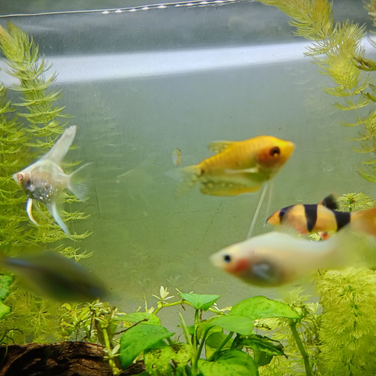 Gourami dourado (Trichogaster trichopterus)