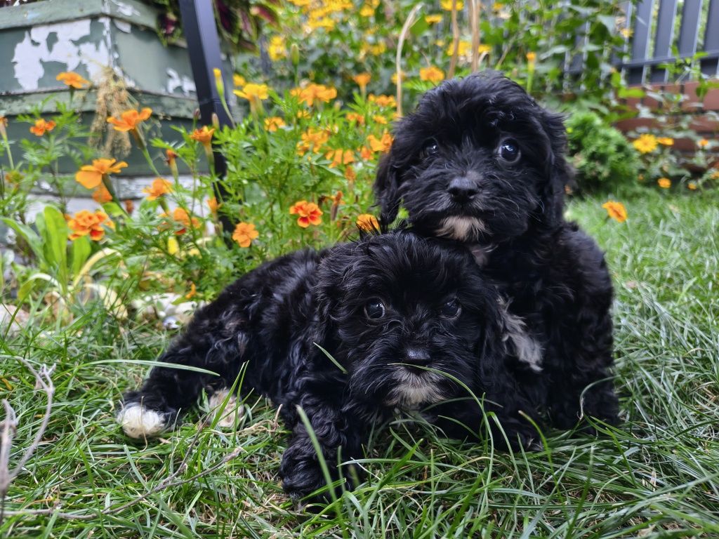 Cavapoo-Cavoodle Samiec o pięknym umaszczeniu do  odbioru !