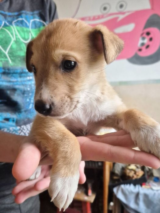 Цуцики в пошуках сім'ї! Терміново! Є доставка