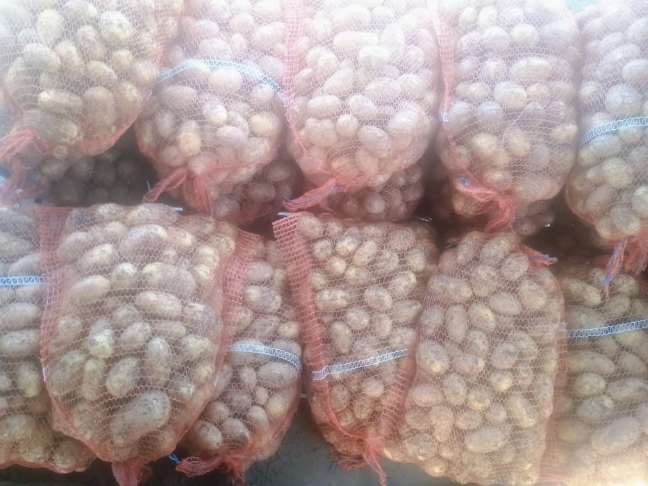 Sprzedam młode ziemniaki odmiany vineta