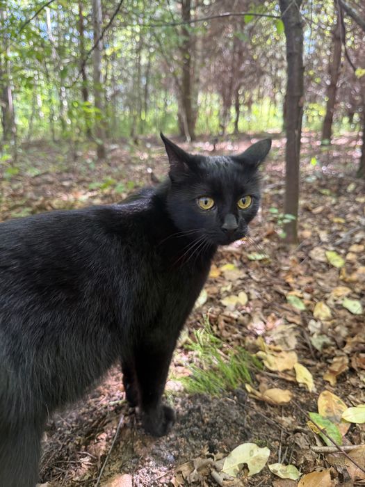 Zaginela czarna kotka Czesia