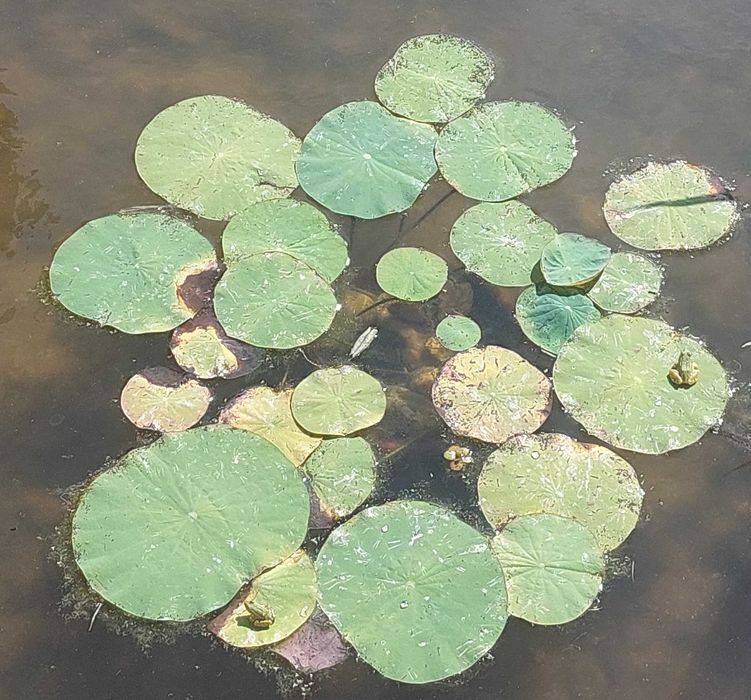 Plantas Aquáticas - Aquários / Lagos e Lagoas