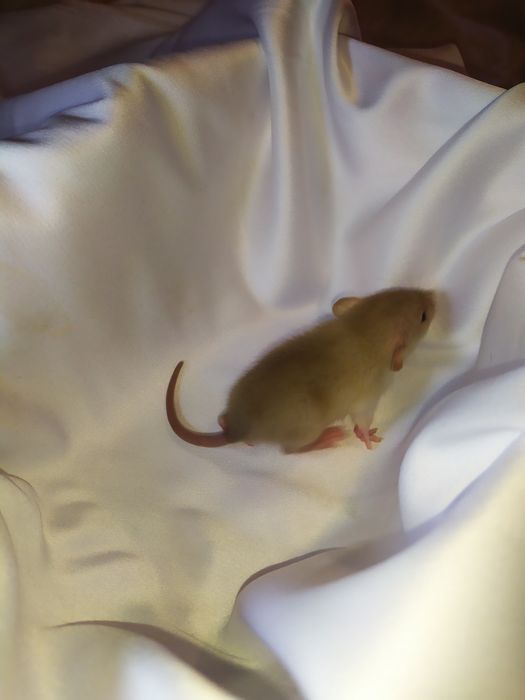 Криса, крысиня, крыска, Дамбо, Рекс, щур. Ручні крисинята