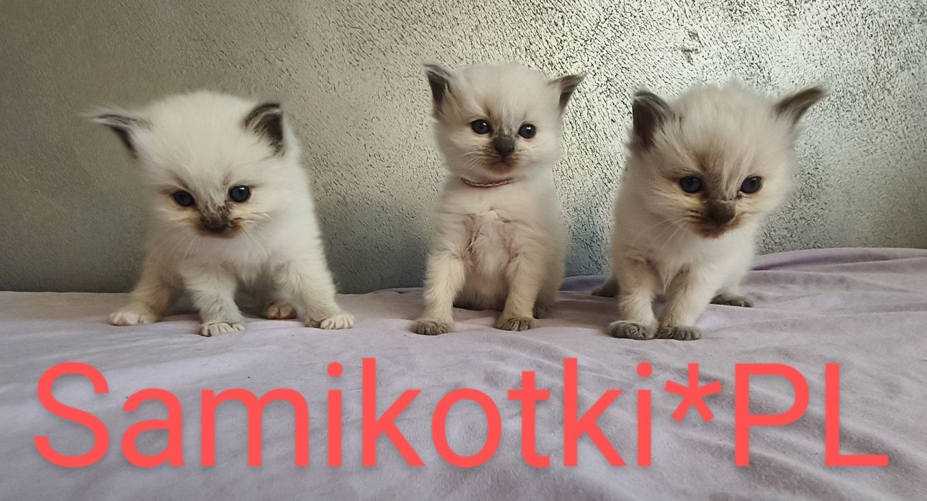 Kotek, Kocurek Ragdoll FPL CCF kotki , koteczki, WYPRAWKA
