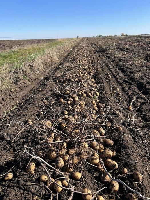 Продам картоплю «Белла Росса - Торнадо - Мелоді»