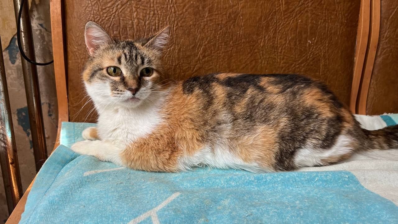 Віддам_ кошеня_ коти_ цукерка