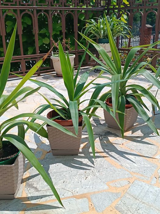 Palma juka, yuka, yukka - kwiat doniczkowy, młoda około 50 - 70 cm