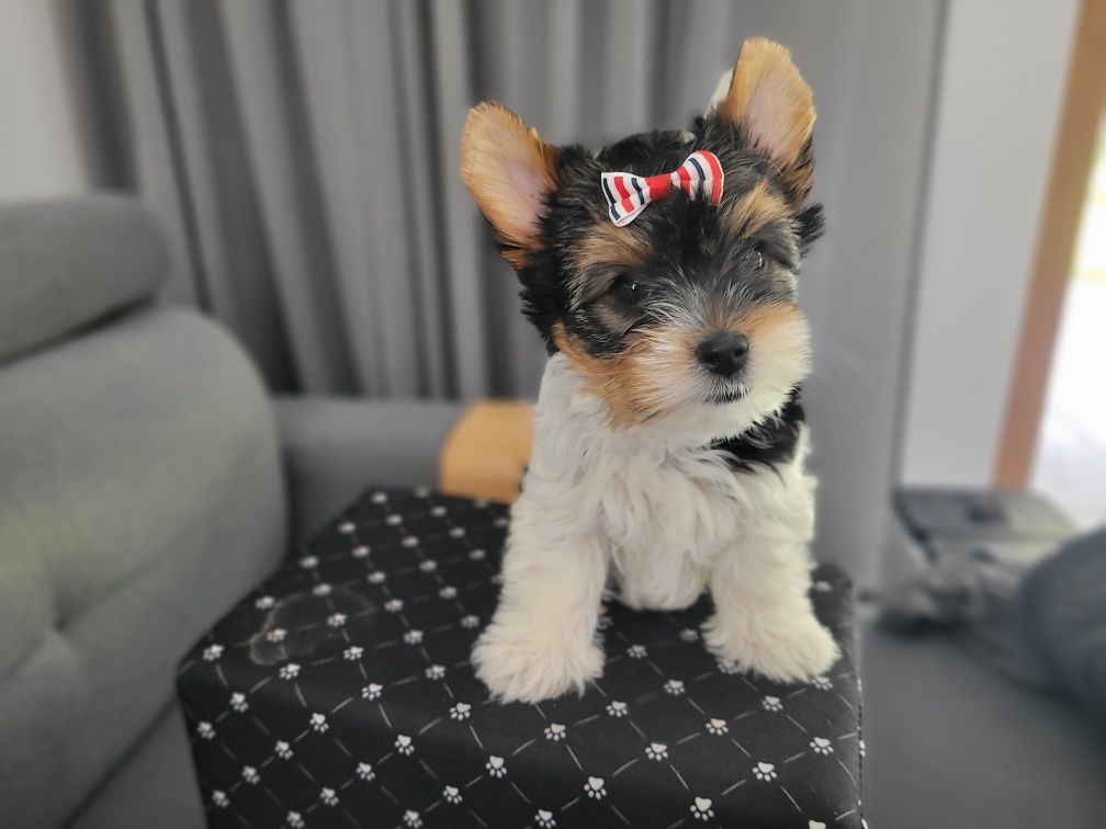 Yorkshire terrier Biewer