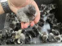 Australorp, australorpy 2025