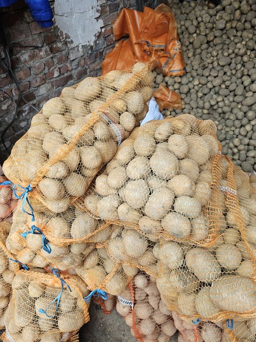 Ziemniaki jadalne Vineta