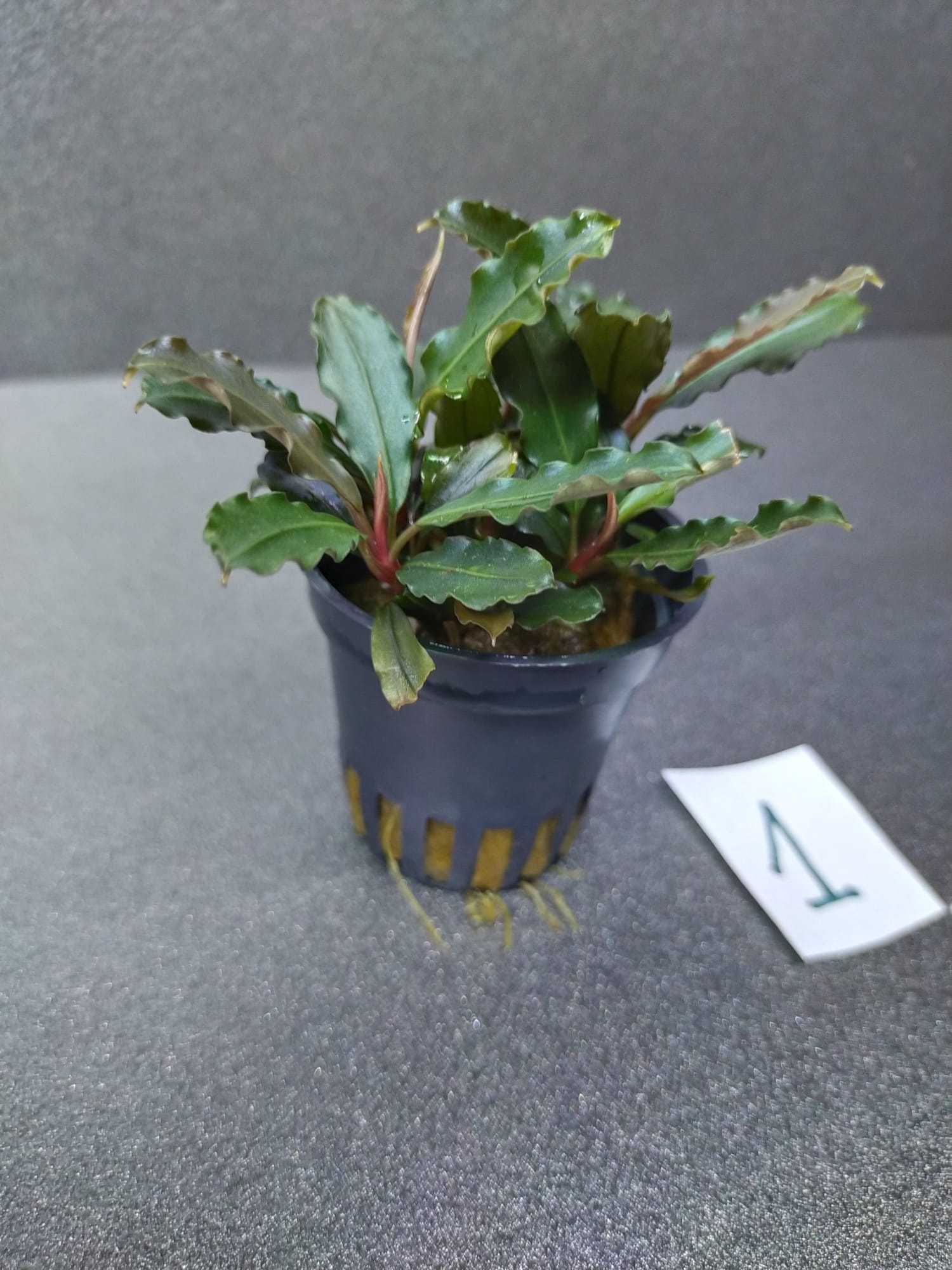 Bucephalandra Green Velvet