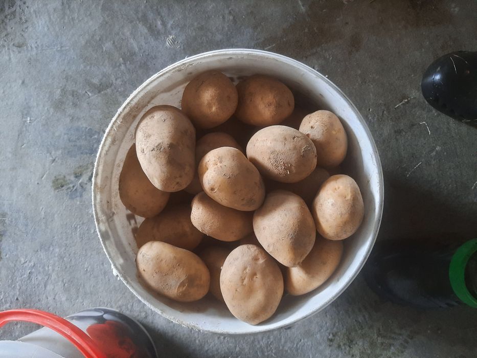 Sprzedam ziemniaki jadalne Soraya