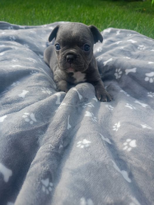 Buldog francuski
