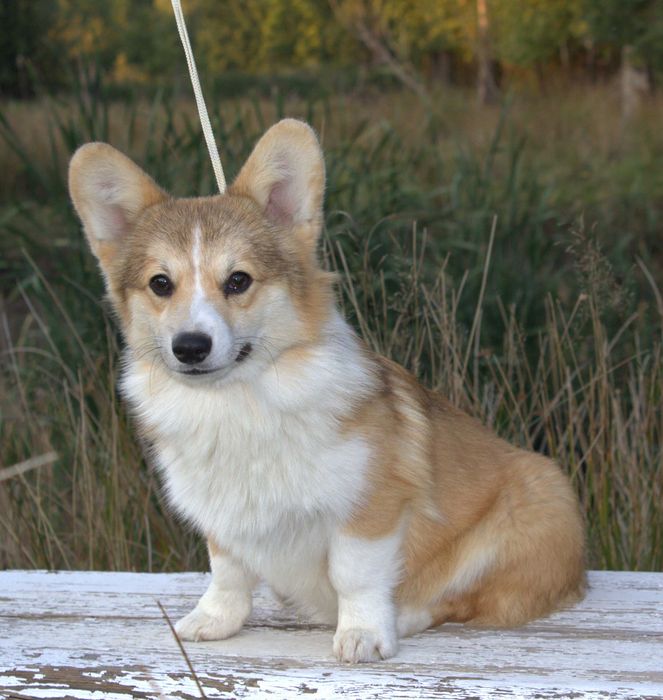 Welsh Corgi Pembroke piesek