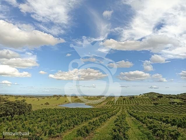 Pomar - 15 ha (romã e alfarroba) - NOVO PREÇO!!