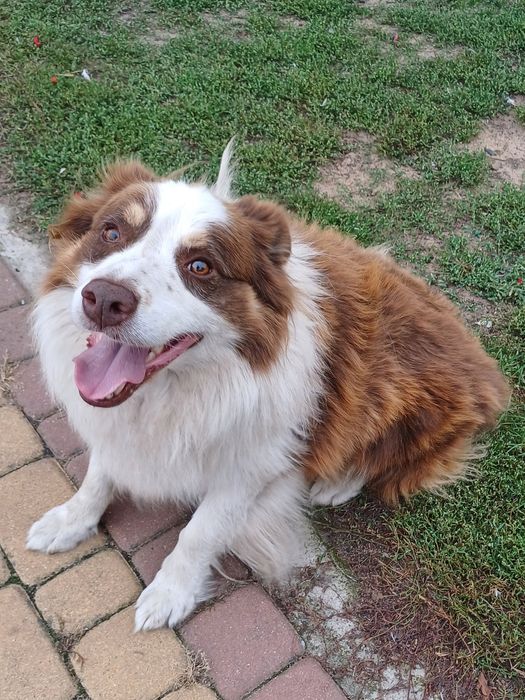 Border Collie piesek czekoladowo biały