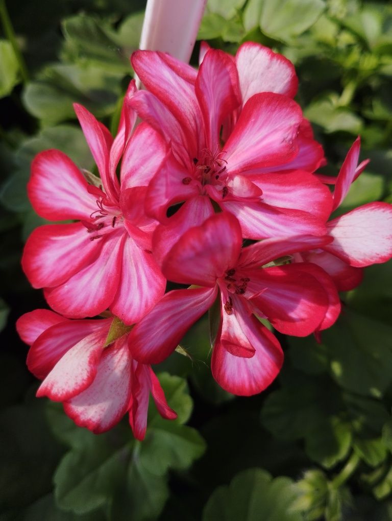 Pelargonie zwisające