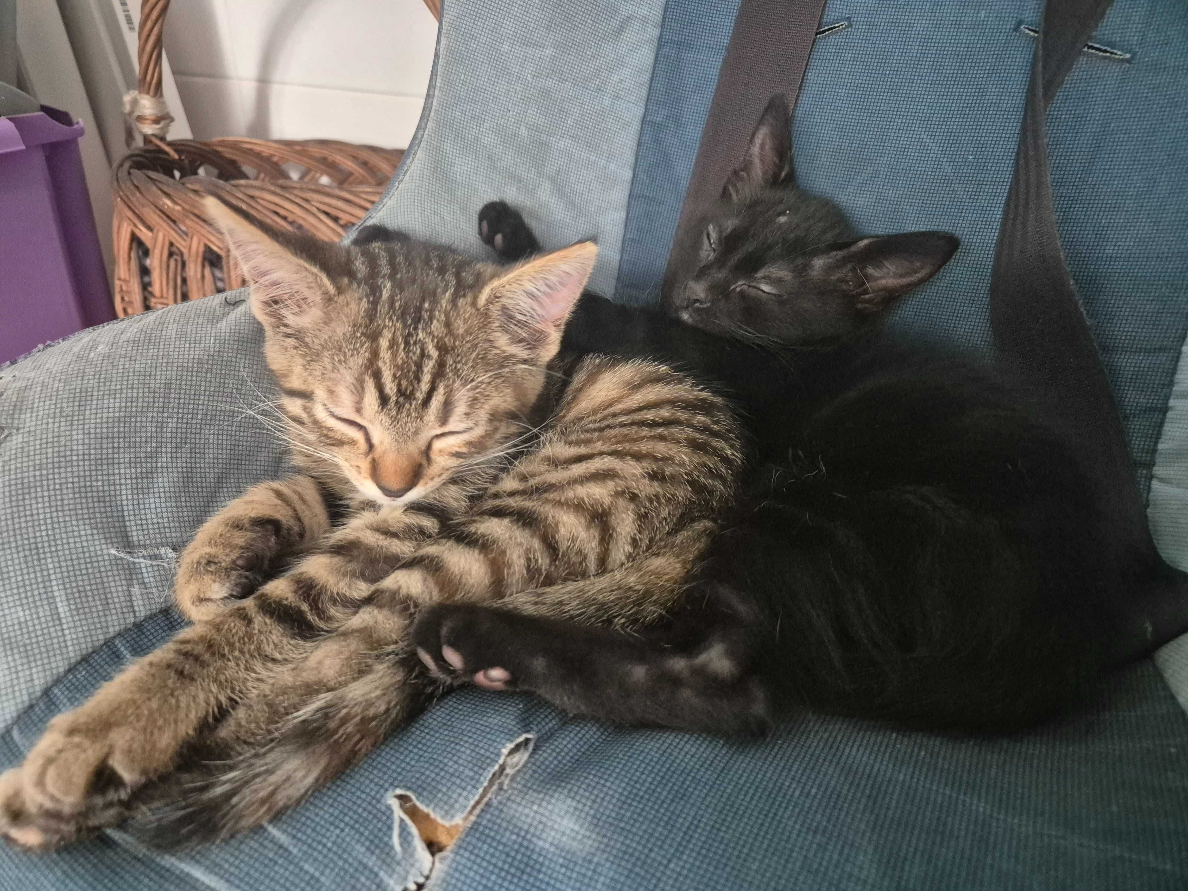 Oddam kociaki kotki kocięta w dobre ręce