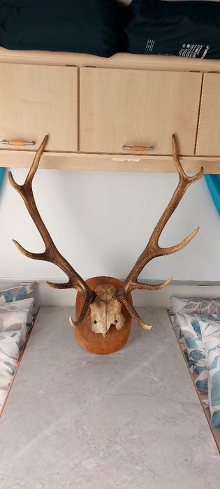 Poroże Jelenia obsadzone na desce