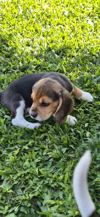 Beagle Tricolor Macho
