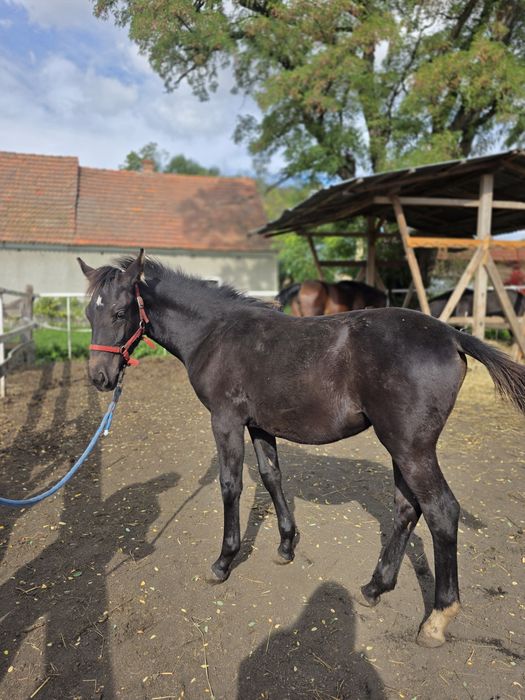 Klaczka na sprzedaż