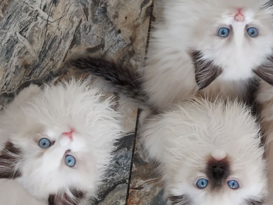 RAGDOLL KOCIAK wolny  Rezerwacja / odbiór od 24 X. 2025.