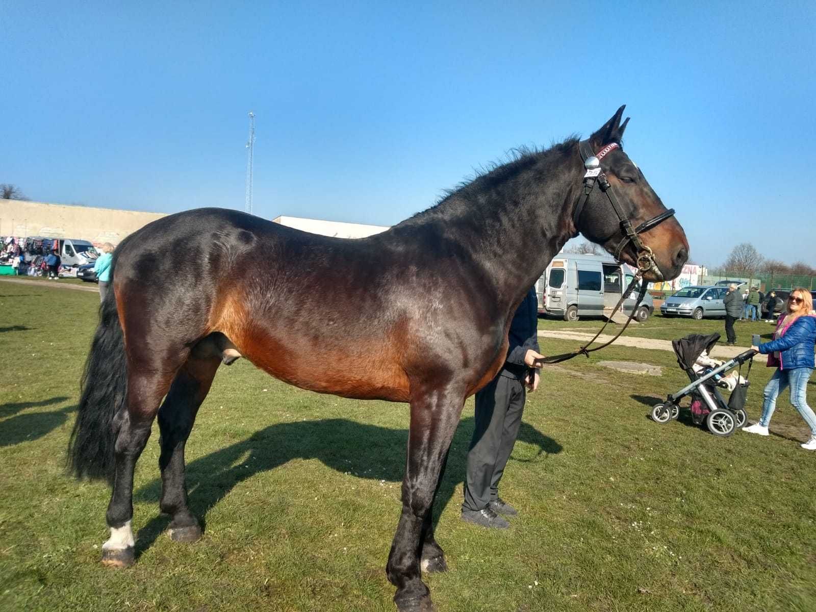Ogier Śląski Latynos koń Śląski